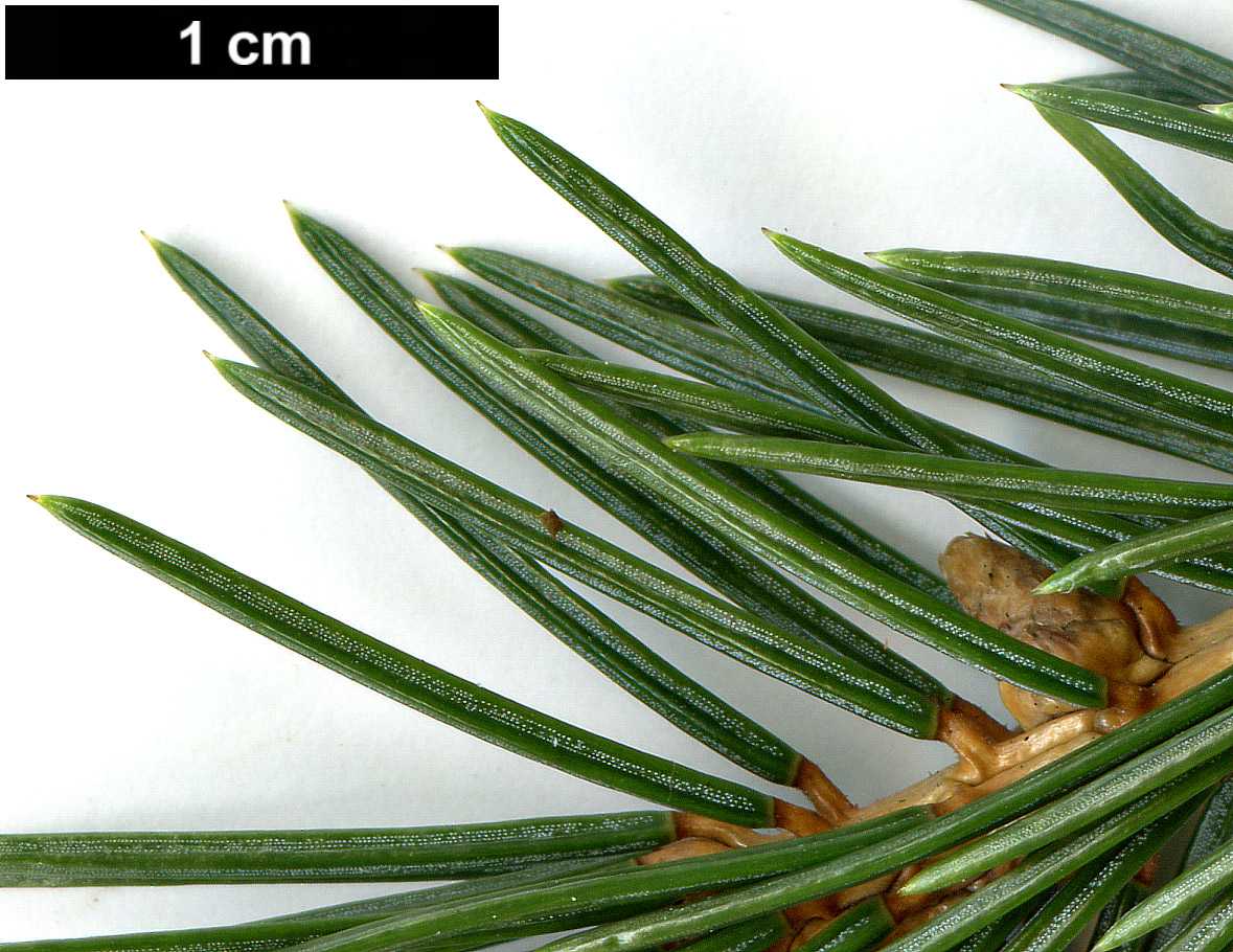 High resolution image: Family: Pinaceae - Genus: Picea - Taxon: engelmannii - SpeciesSub: subsp. mexicana